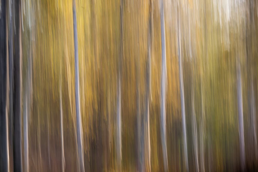 Abstract Autumn Trees by Joško Šimic — canvas wall art