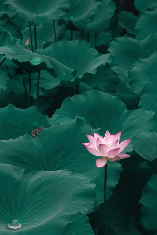 Pink Lotus Bloom by ShutterLore — canvas wall art