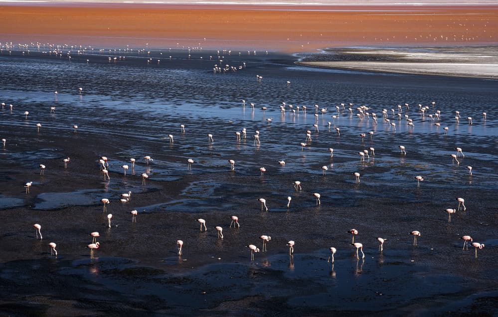 Pink Flamingos Lagoon by Karsten Wrobel — canvas wall art