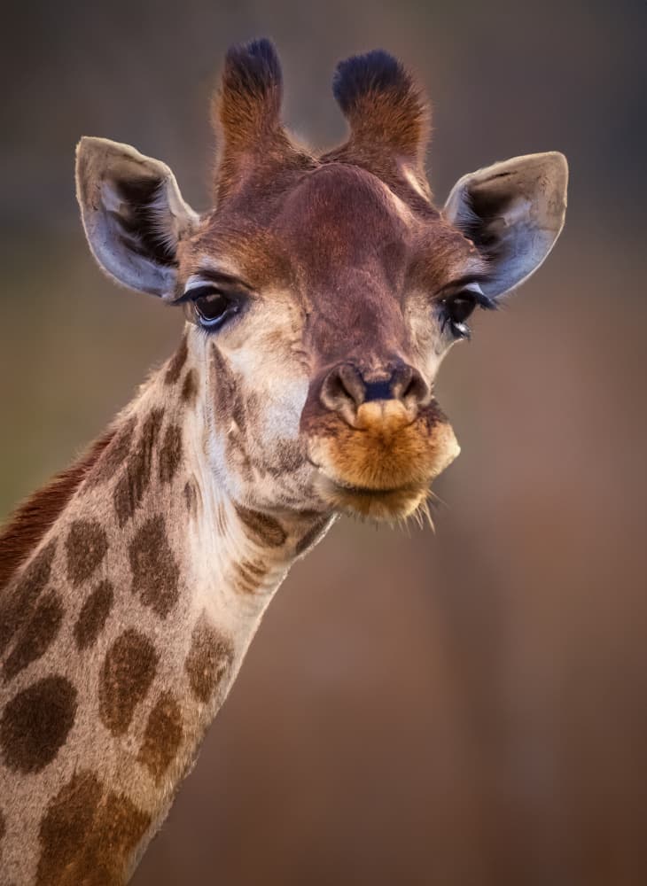 Curious Giraffe Portrait by Bassant Meligy — canvas wall art