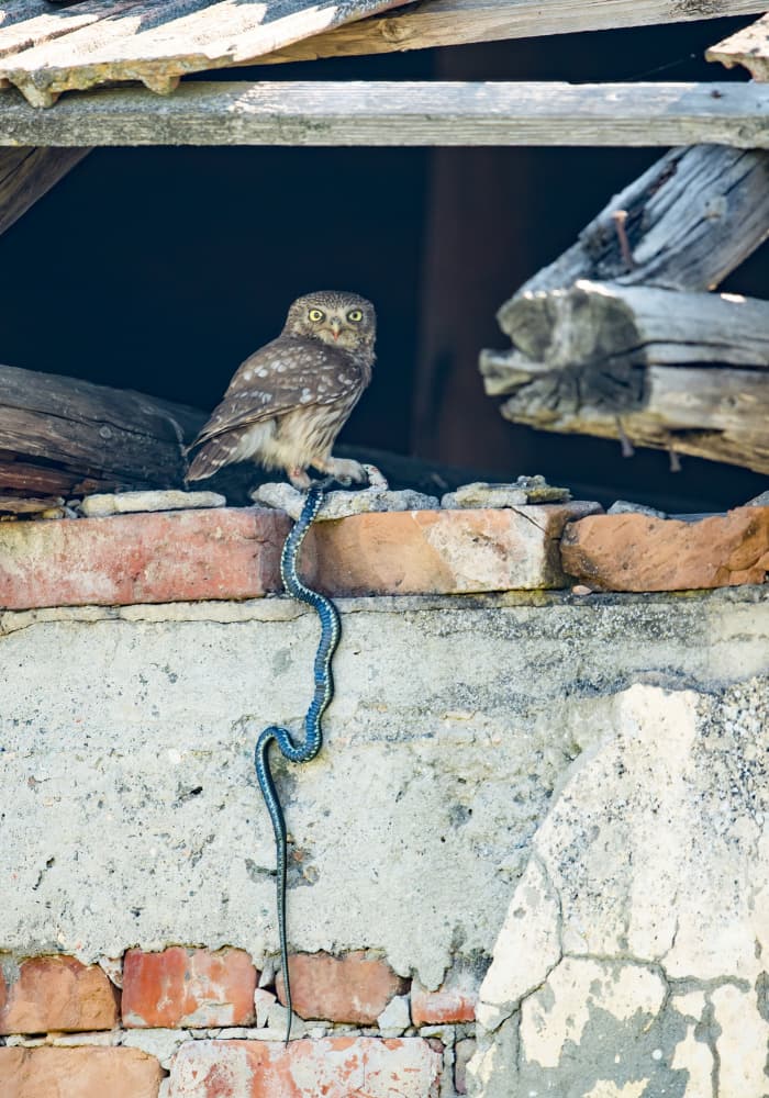 Little Owl With Snake by Jan van der Linden — canvas wall art