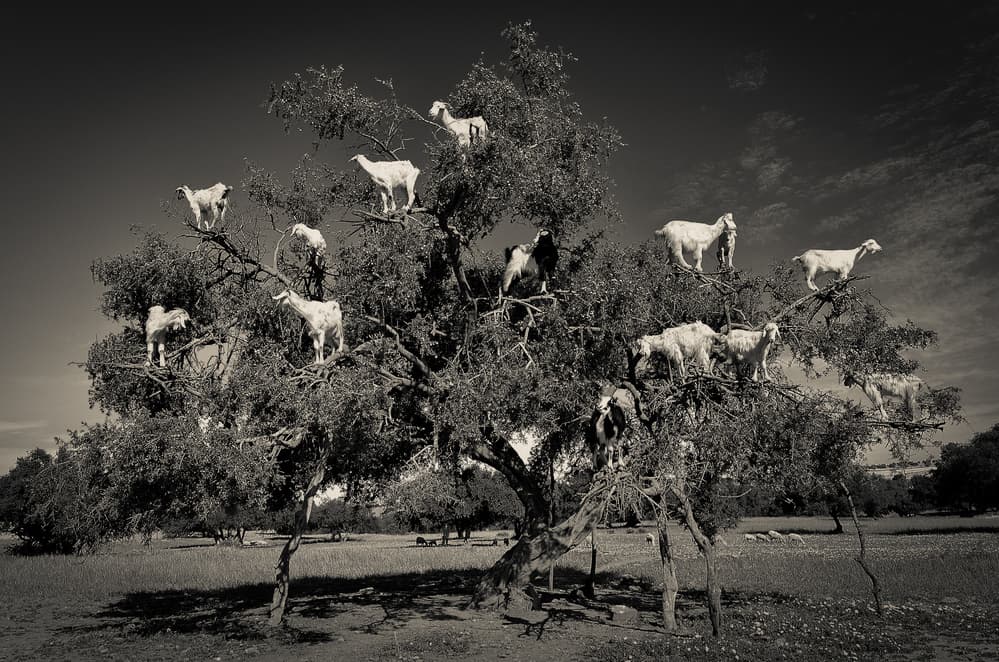 Tree Climbing Goats by Dario Puebla — canvas wall art
