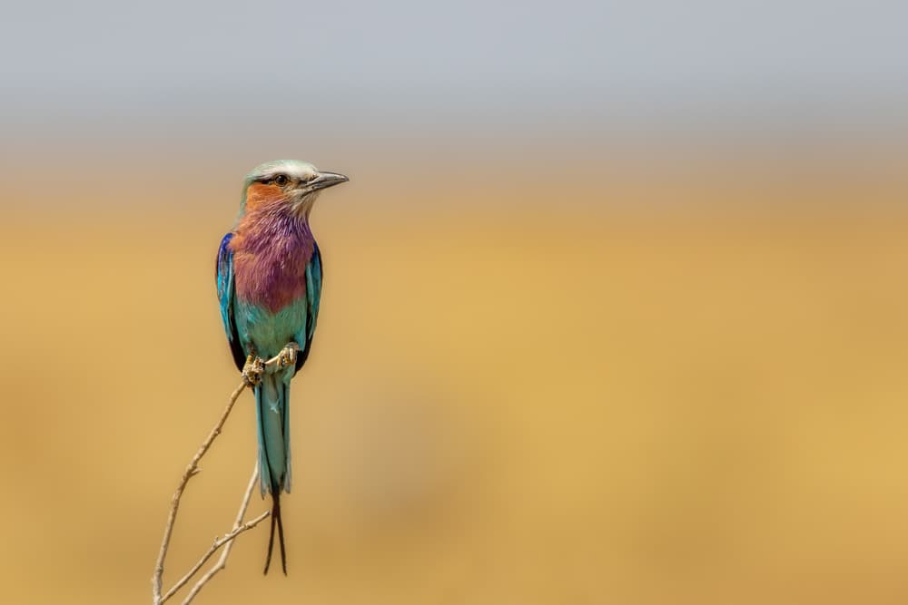 Vibrant African Bird by Alessandro Catta — canvas wall art