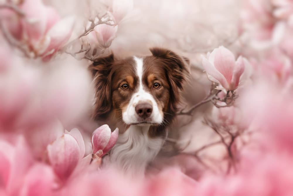 Dreamy Dog Among Magnolias by Ve Shandor — canvas wall art