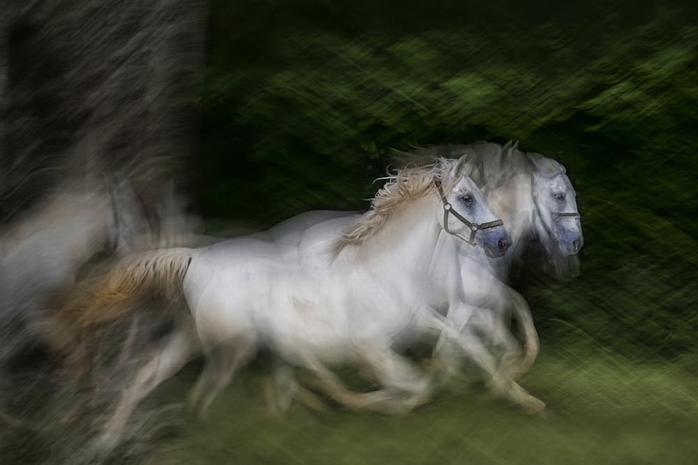 White Horses in Motion by Milan Malovrh — canvas wall art