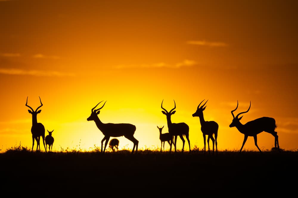 African Sunset Antelopes by Gorazd Golob — canvas wall art
