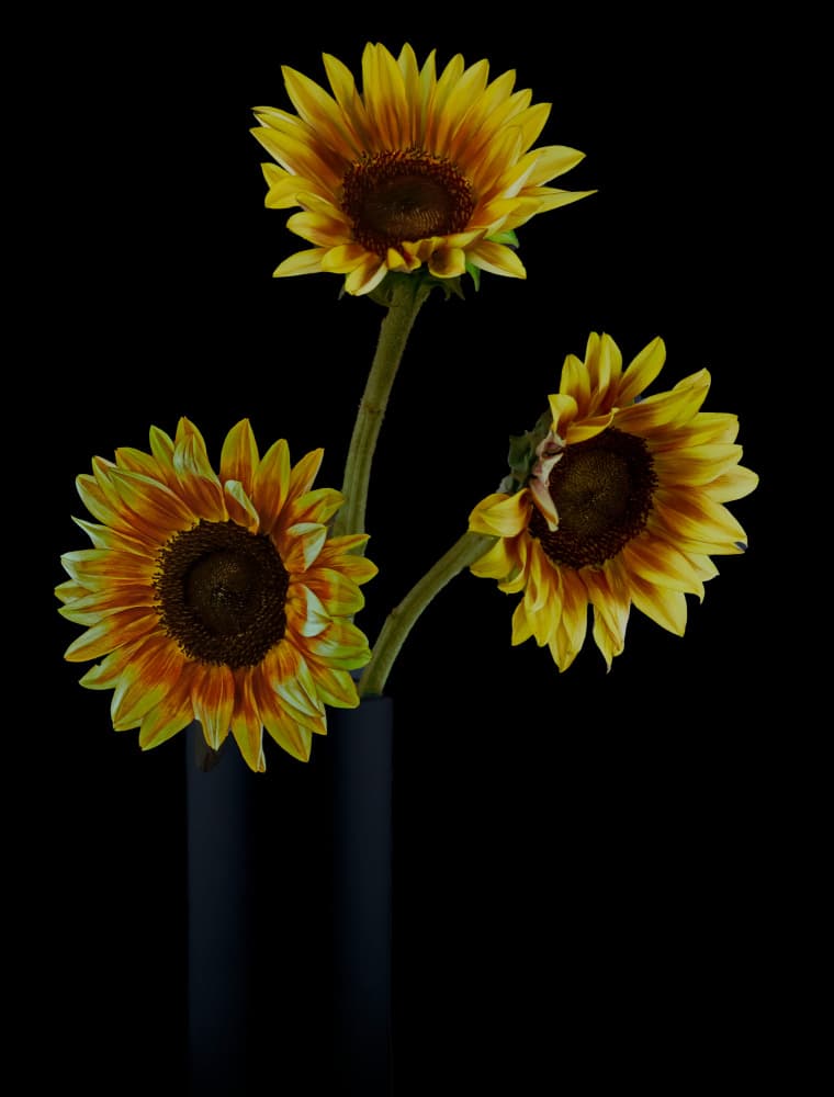 Golden Sunflower Arrangement by jlloydphoto — canvas wall art