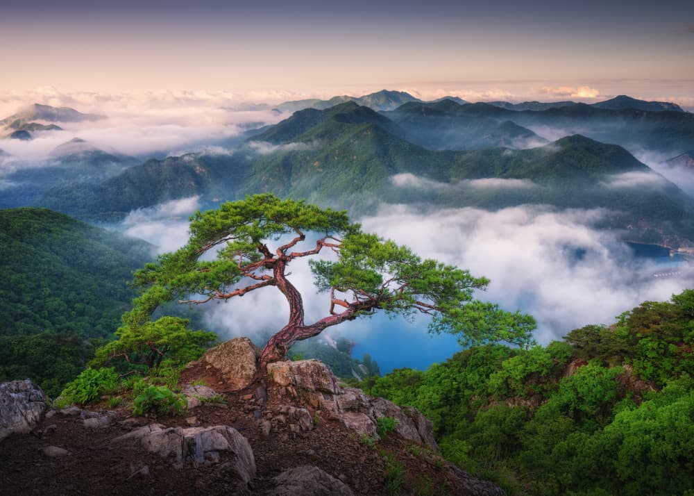 Majestic Pine Mountain View by Tiger Seo — canvas wall art