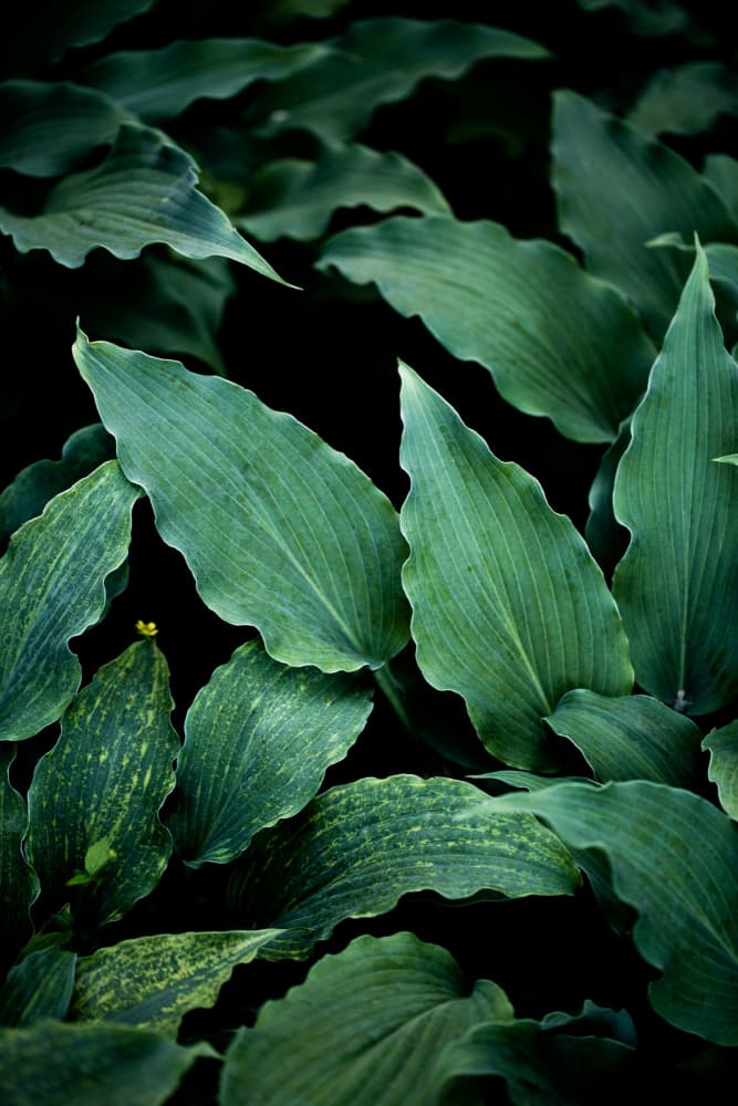 Dark Leaves 15 by Mareike Böhmer — canvas wall art