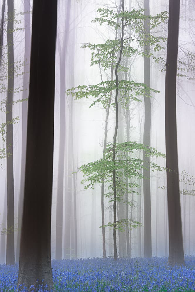 Misty Bluebell Forest by Piet Haaksma — canvas wall art