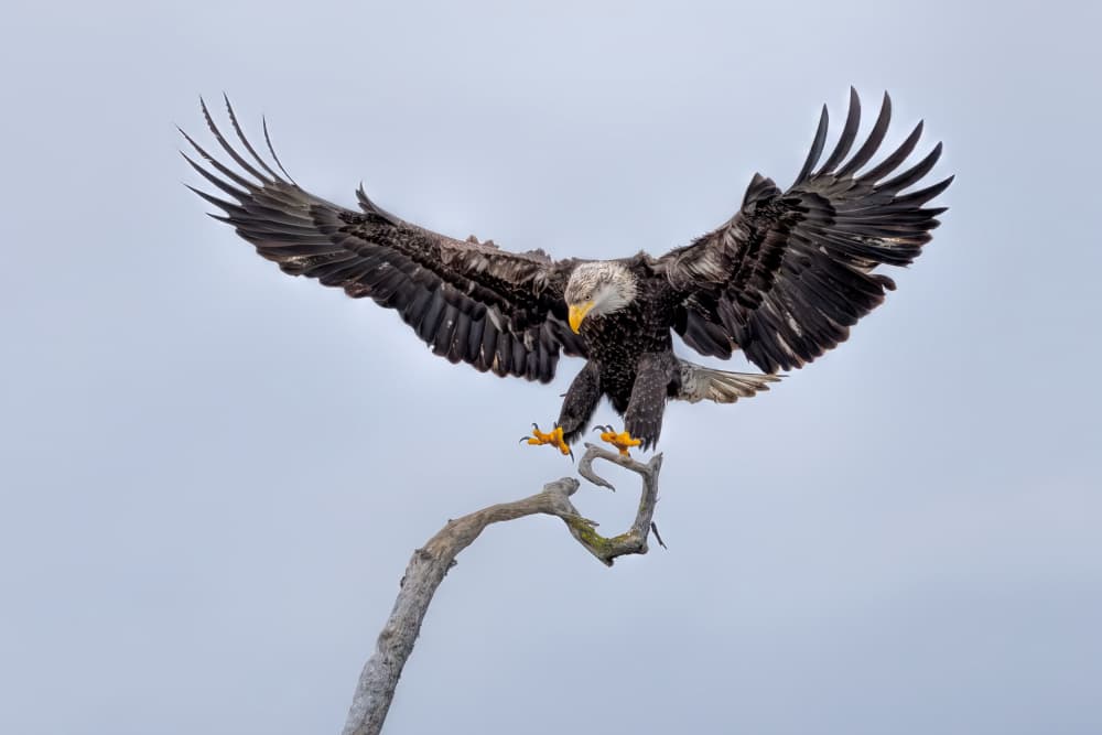 Powerful Eagle Landing by Jun Zuo — canvas wall art