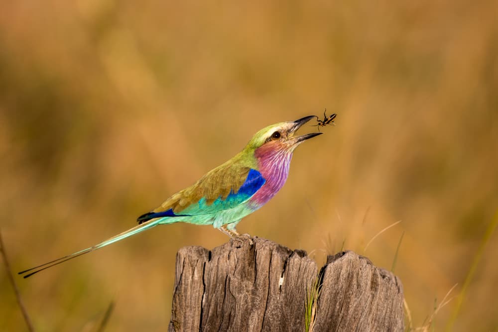 Lilac-breasted Roller Catch by Alessandro Catta — canvas wall art