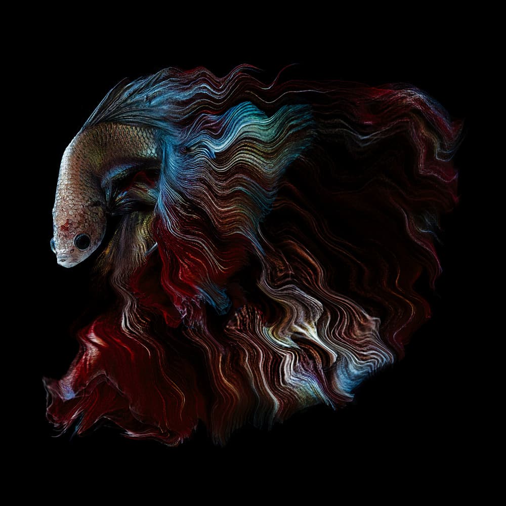 Flowing Siamese Betta by Andi Halil — canvas wall art