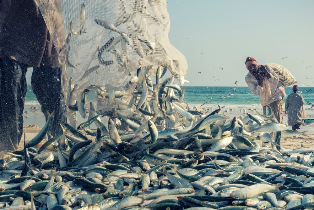Fishermen's Beach Catch by Haitham AL Farsi — canvas wall art