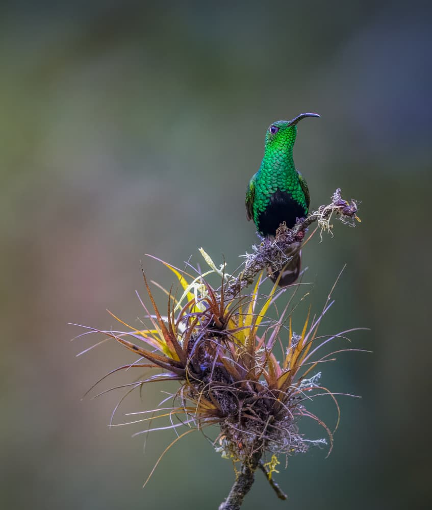 Emerald Hummingbird Perched by Eugene Zhu — canvas wall art