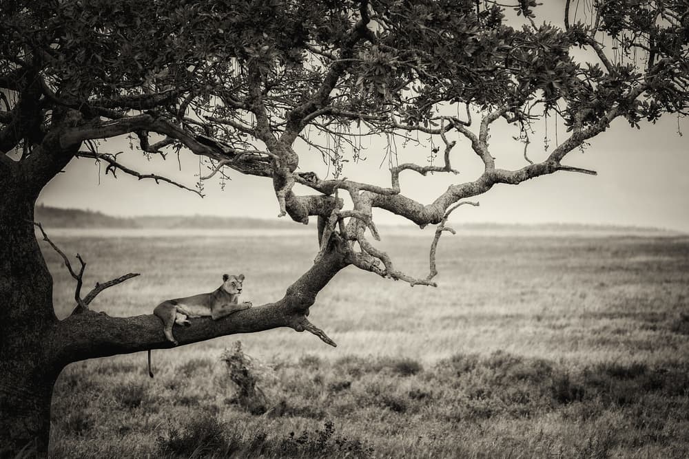 Lioness On Tree Branch by Mohammed Alnaser — canvas wall art