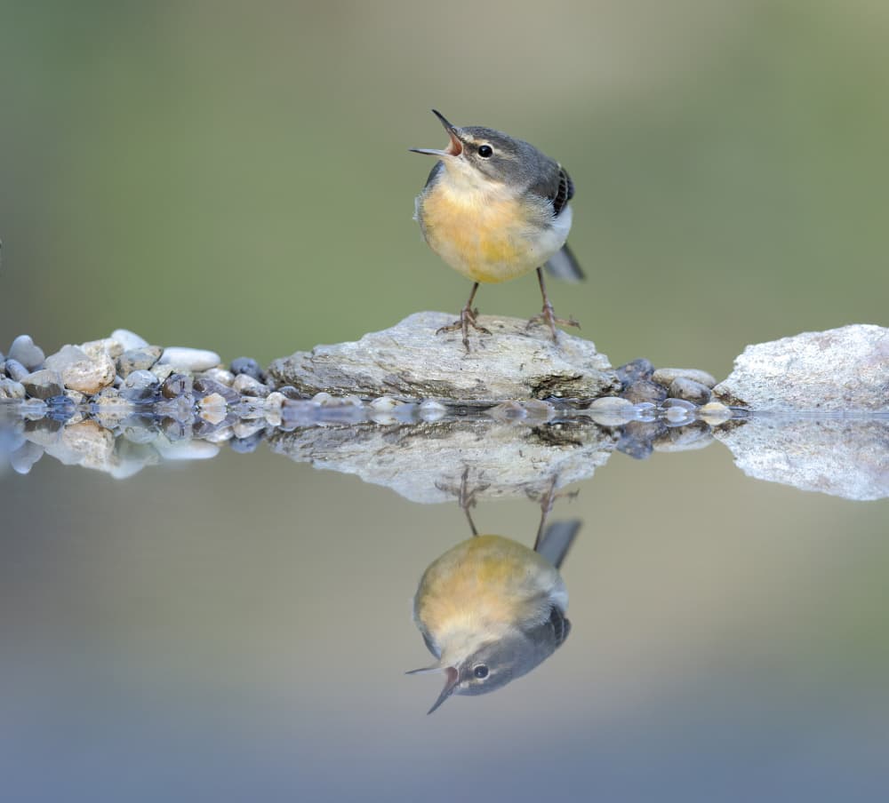 Singing Bird Reflection by Marco Barisone — canvas wall art