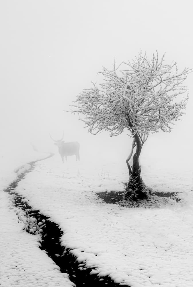Longhorn In Winter Fog by Vio Oprea — canvas wall art