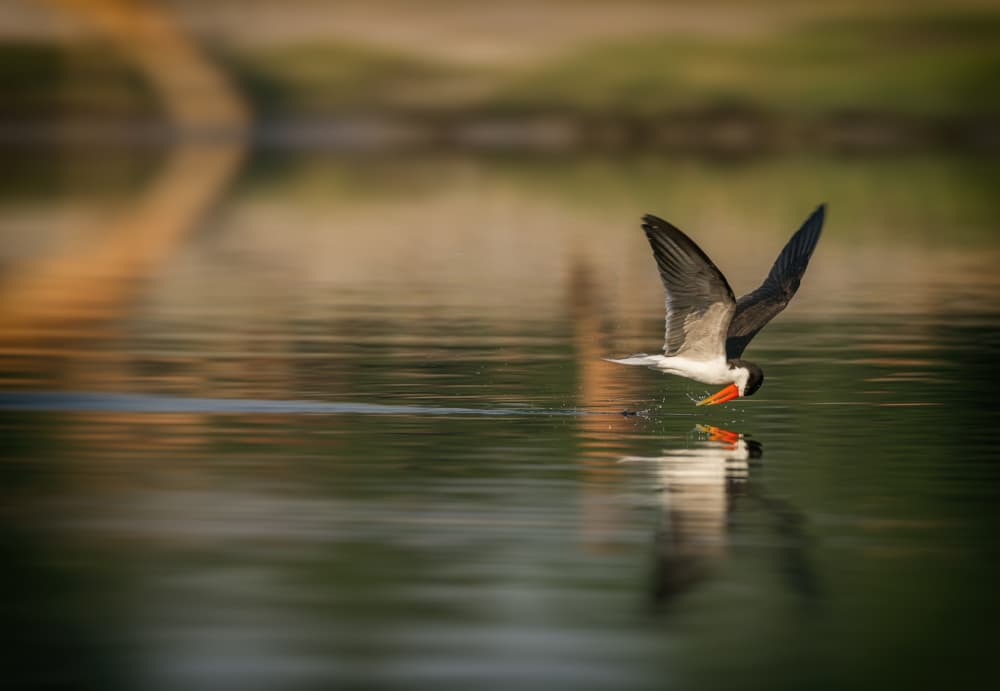 Golden Hour Skimmer by Jaco Marx — canvas wall art