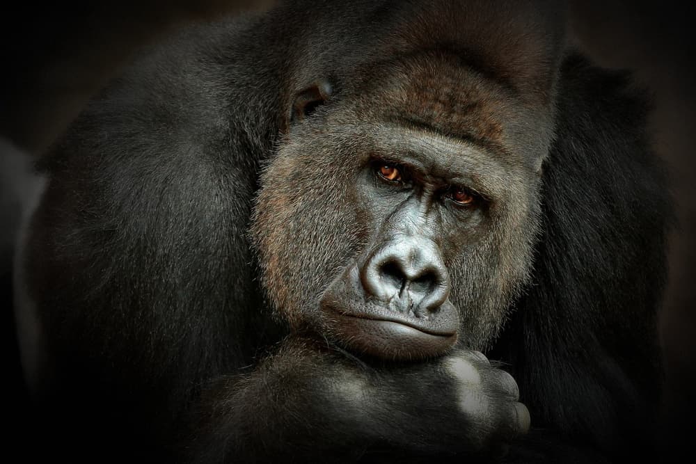 Pensive Gorilla Gaze by Antje Wenner-Braun — canvas wall art