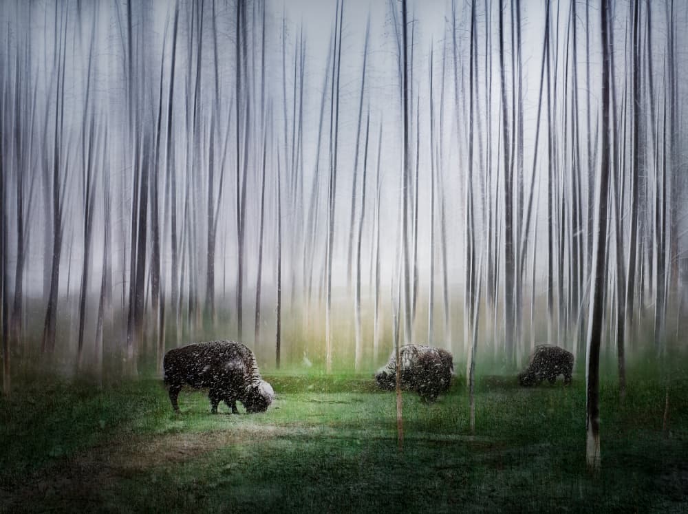 Dreamy Forest Bison by Shenshen Dou — canvas wall art
