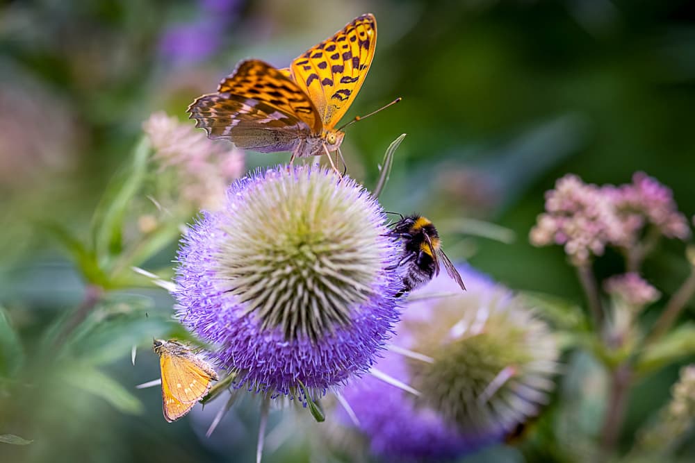 Summer Pollinators Thistle by Ulrike Eisenmann — canvas wall art