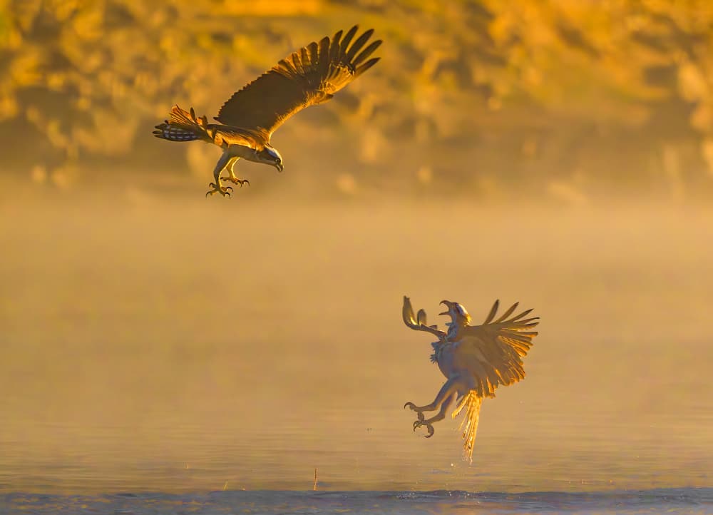 Osprey Aerial Battle by Mike He — canvas wall art