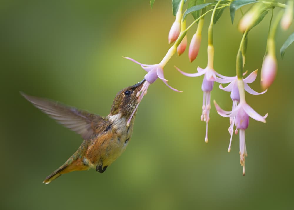 Hummingbird Feeding Fuchsia by Qing Zhao — canvas wall art