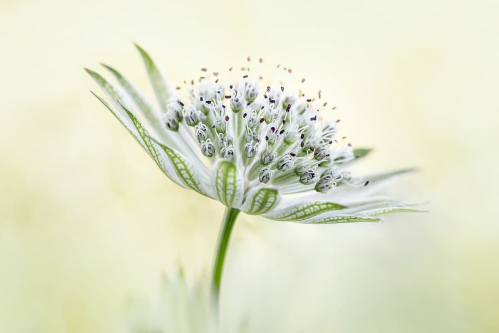 ~Astrantia~ by Mandy Disher — canvas wall art
