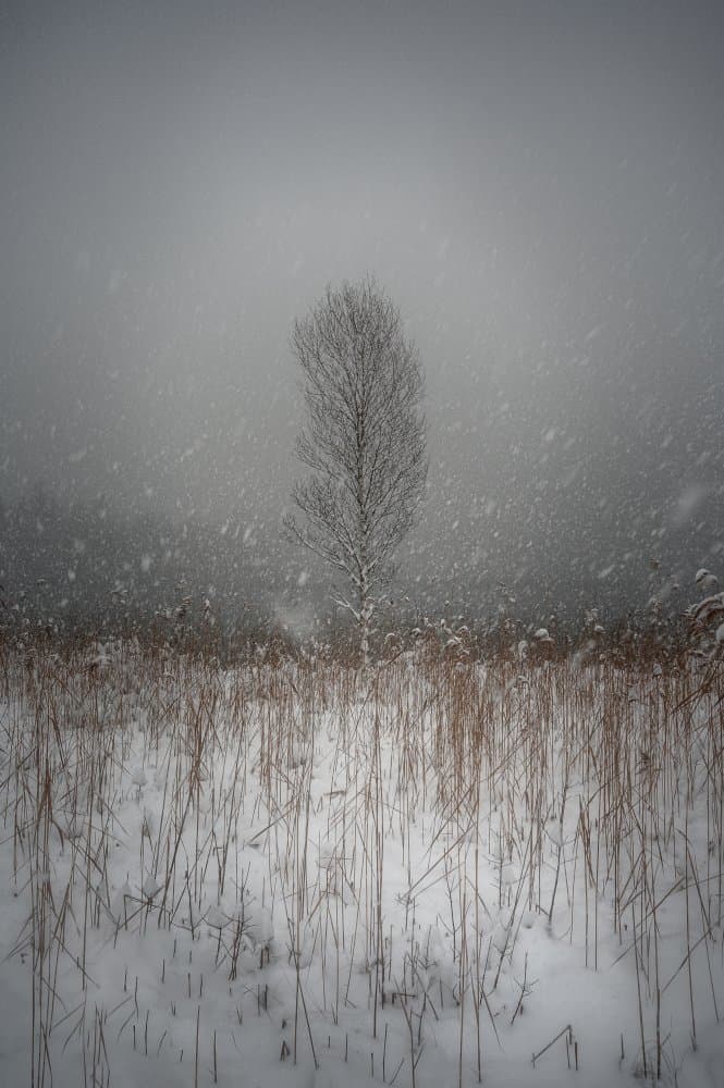 Lone Winter Tree by Anastasios Gialopoulos — canvas wall art