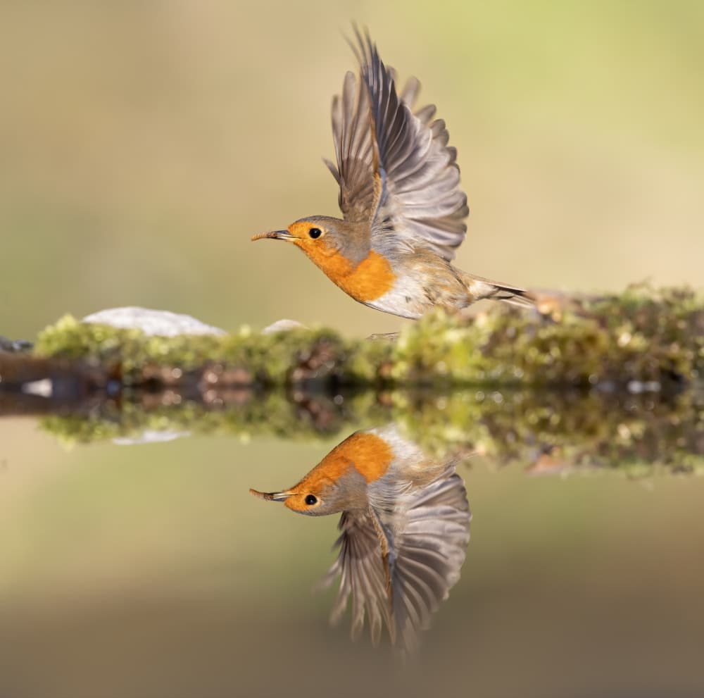 Robin's Reflection Flight by Marco Barisone — canvas wall art