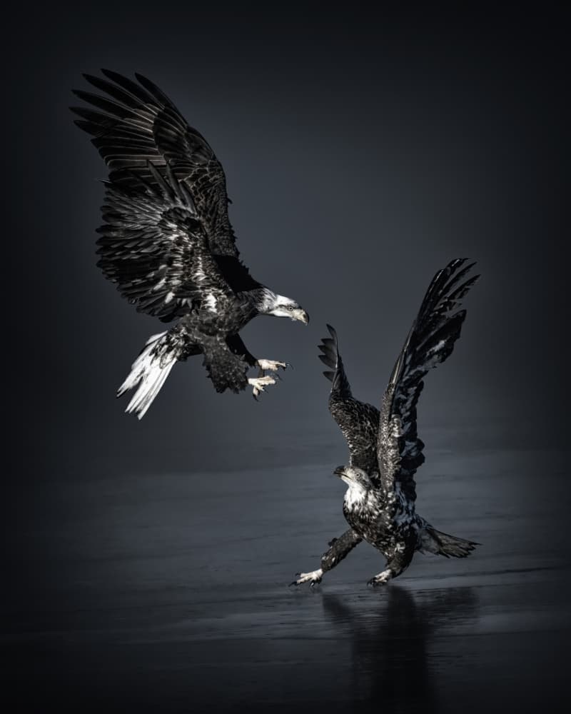 Clash Of Eagles by Qing Zhao — canvas wall art