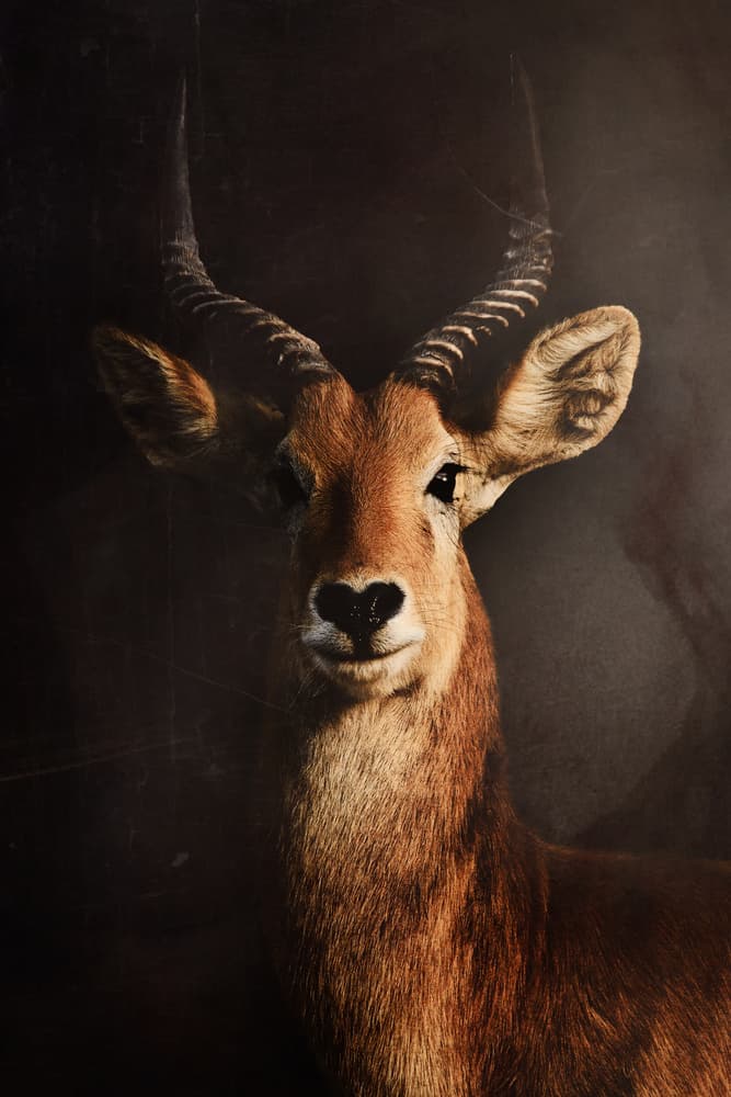 Majestic Horned Antelope by Antonio Grambone — canvas wall art