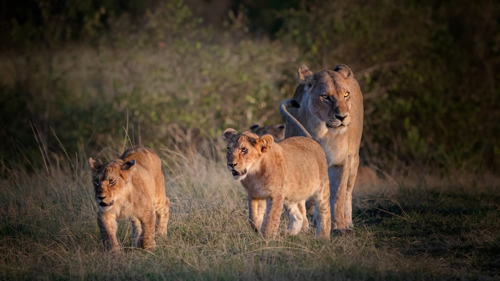 African Lion Family by Jie Fischer — canvas wall art