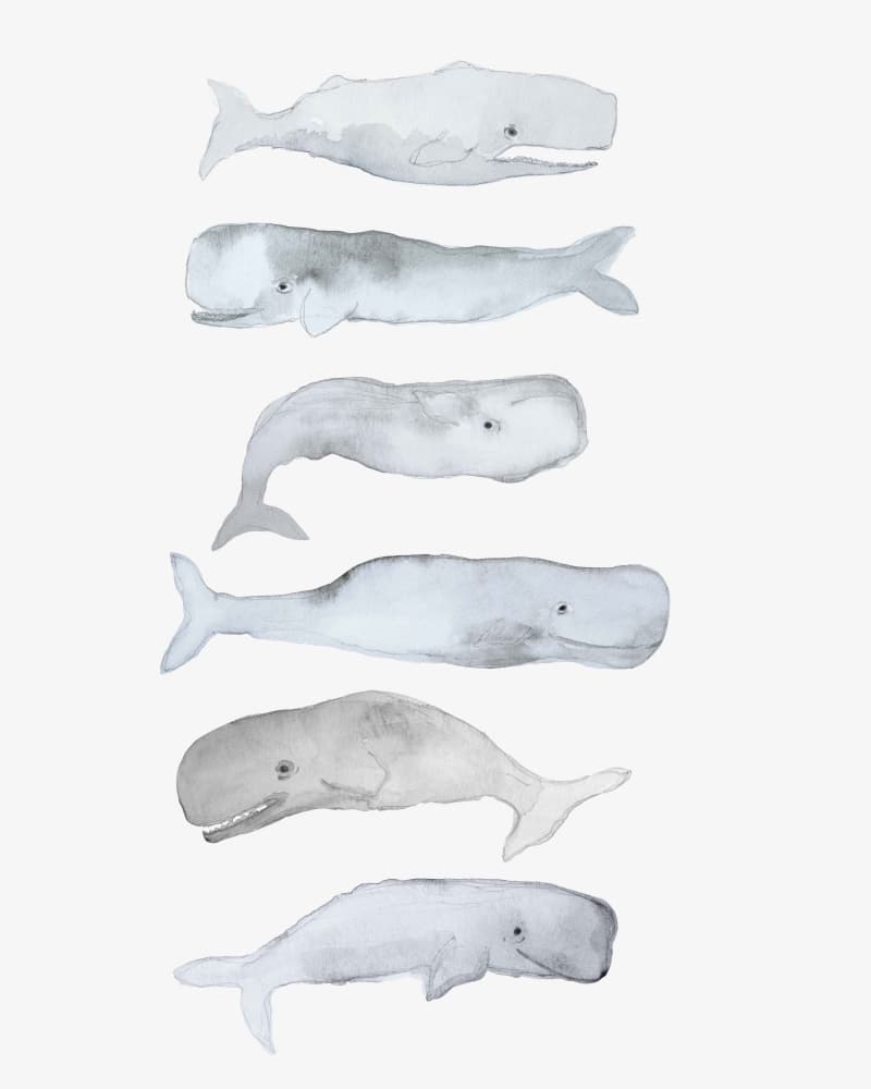 Watercolor Sperm Whales by Gemma Bardot — canvas wall art