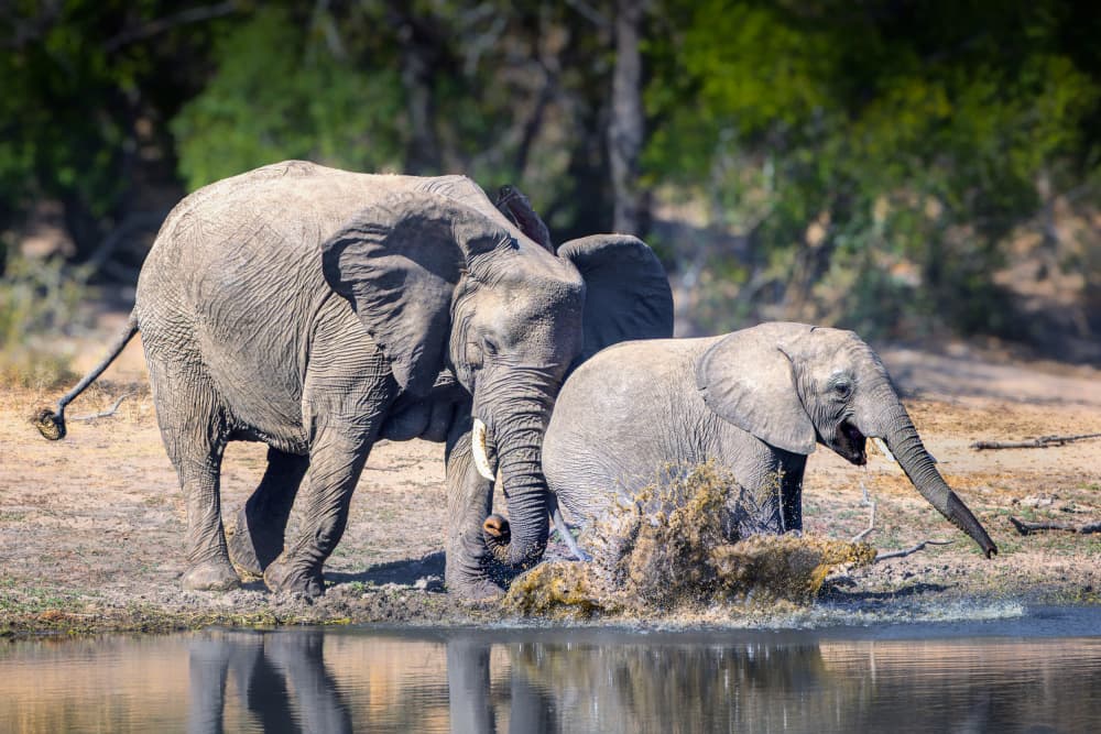 Elephant Family Splash by Siyu_Wei APA — canvas wall art
