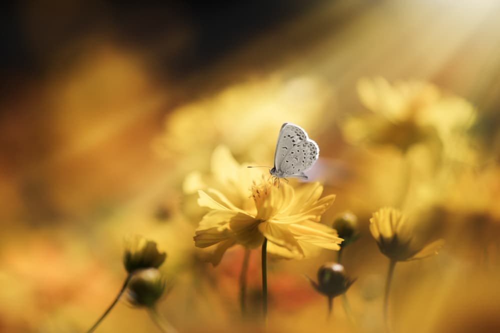 Golden Butterfly Bloom by Takashi Suzuki — canvas wall art