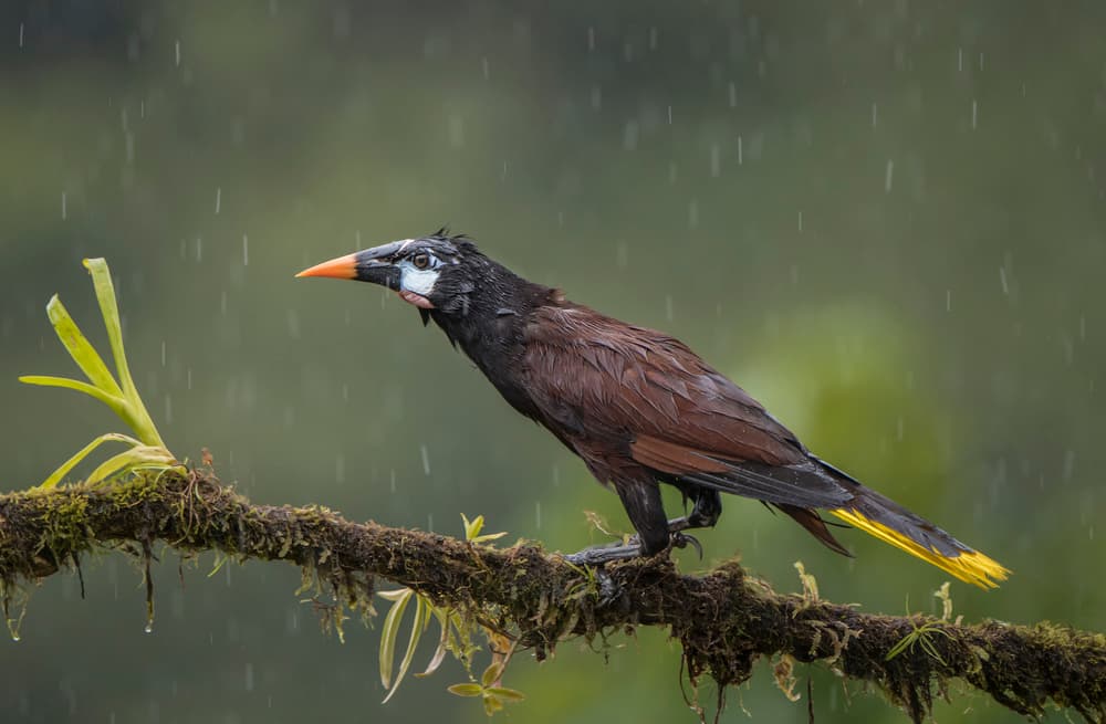 Rainy Jungle Bird by Greg Barsh — canvas wall art