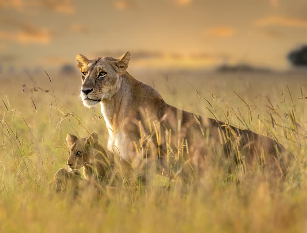 Savanna Lioness and Cub by Yousef Abuaisheh — canvas wall art