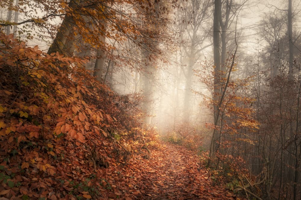 Misty Autumn Path by Norbert Maier — canvas wall art