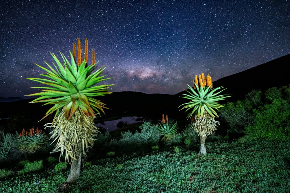 Starry Night Aloes by Etienne Steenkamp — canvas wall art