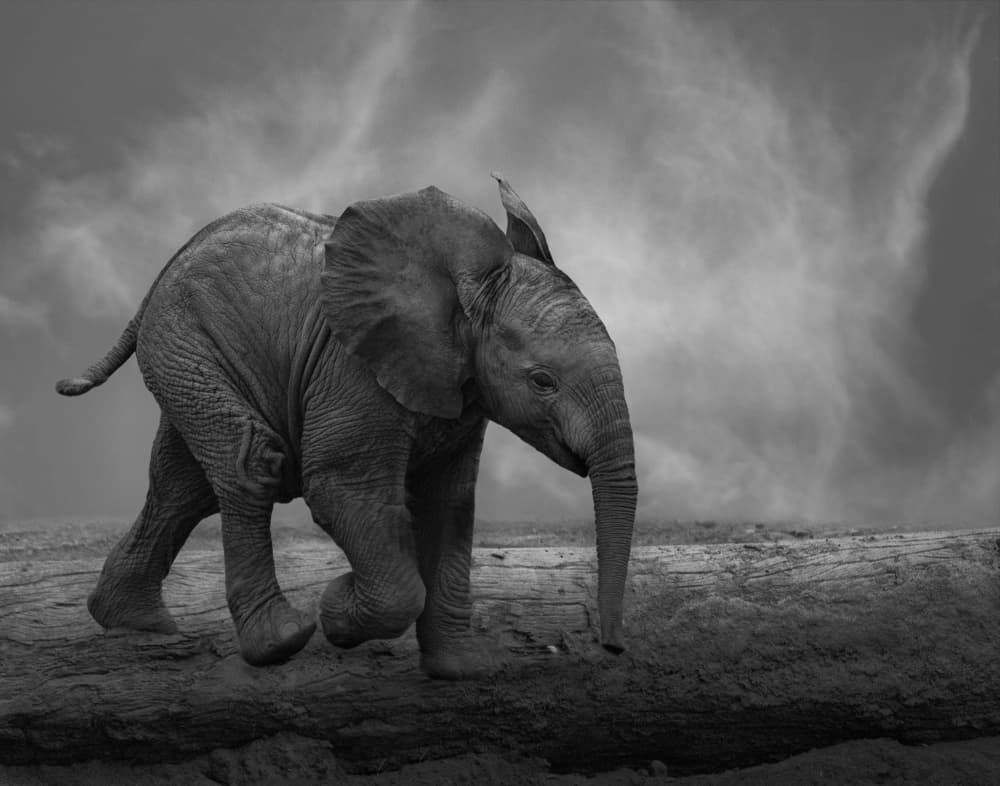 Curious Baby Elephant by Krystina Wisniowska — canvas wall art