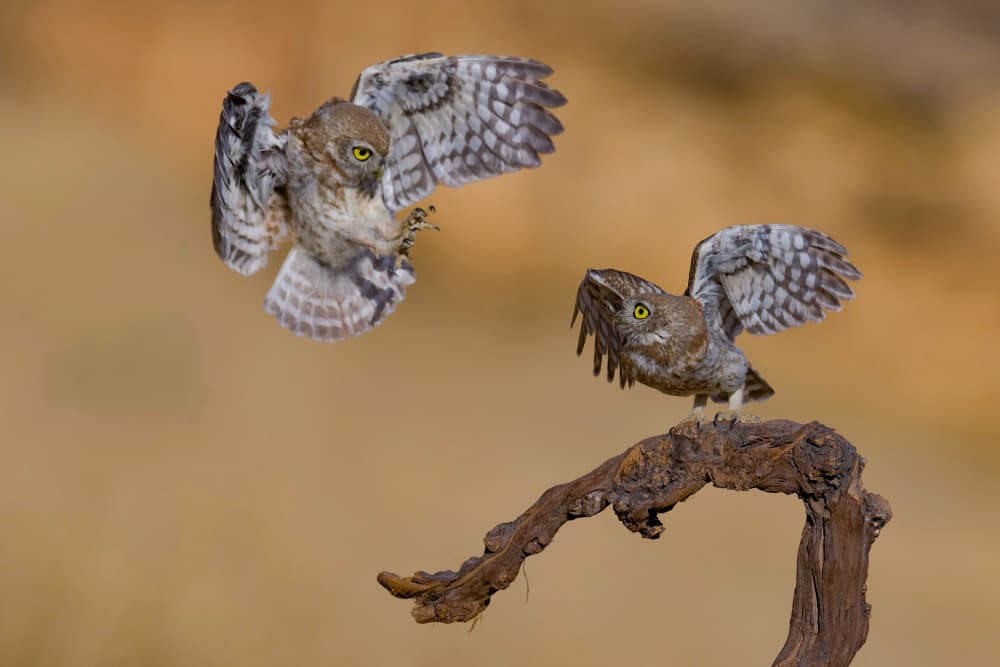 Owls Taking Flight by David Manusevich — canvas wall art
