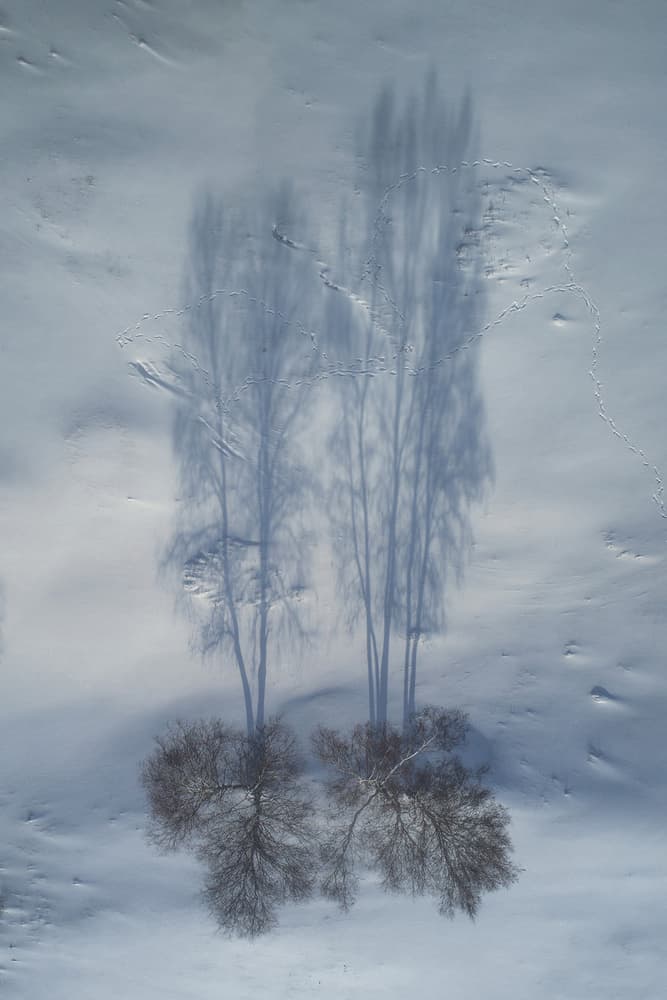 Winter Tree Shadows by TIANQI — canvas wall art