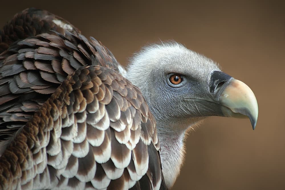 Majestic Vulture Profile by Jimmy Hoffman — canvas wall art