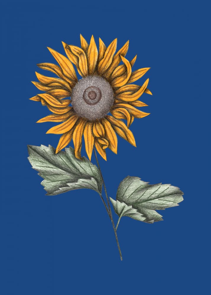 Vibrant Sunflower Bloom by Cecilia Battaini — canvas wall art