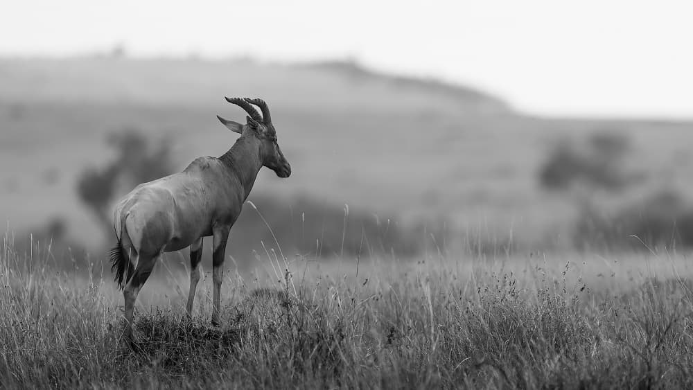 Solitary African Antelope by Som Prasad — canvas wall art