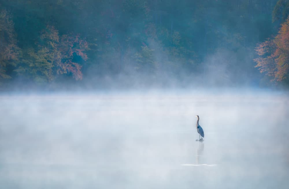 Heron in Morning Mist by Jianping Yang — canvas wall art