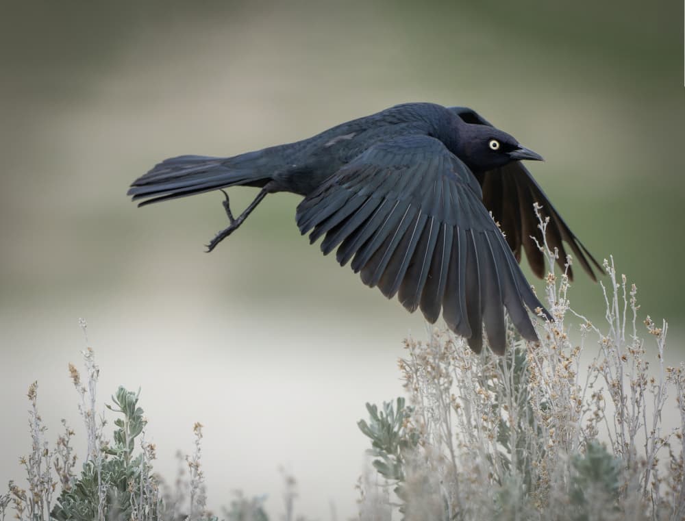 Black Bird in Flight by Ronald Scott Johnson — canvas wall art