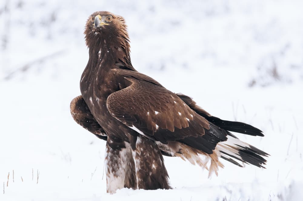 Golden Eagle In Snow by Johan Lennartsson — canvas wall art